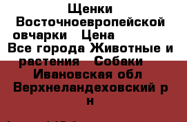 Щенки Восточноевропейской овчарки › Цена ­ 25 000 - Все города Животные и растения » Собаки   . Ивановская обл.,Верхнеландеховский р-н